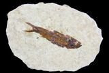 Fossil Fish (Knightia) - With Case #105582-1